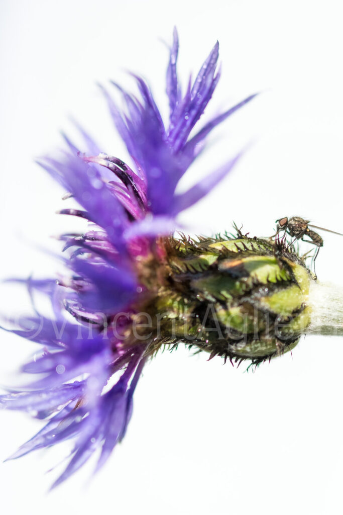 Petite mouche posée sur un bleuet violet dans un jardin