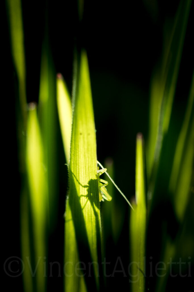 Sauterelle partiellement cachée derrière de hautes herbes éclairées en contre-jour