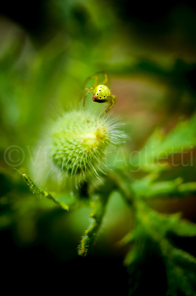 Petite araignée verte en équilibre sur la pointe d’un bourgeon dans un jardin