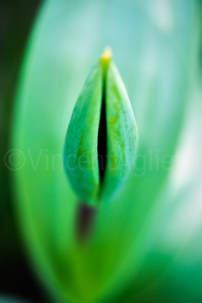 Bouton de tulipe encore fermé photographié dans un jardin