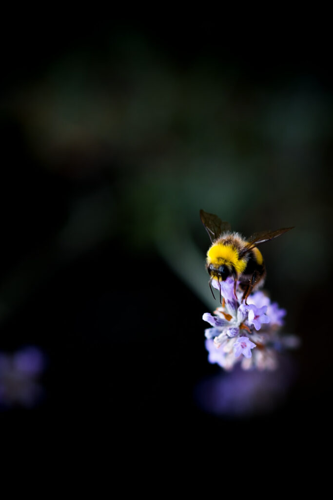 Bourdon butinant une fleur de lavande sur un fond sombre